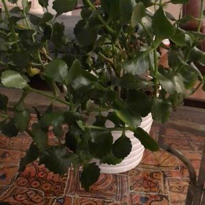 Meet your Posher, Ursula